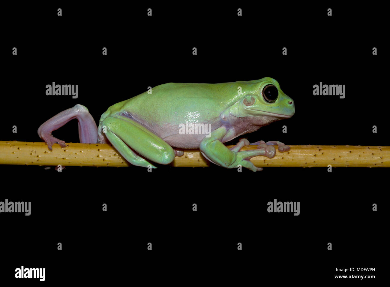 Dumpy frog on a branch Stock Photo