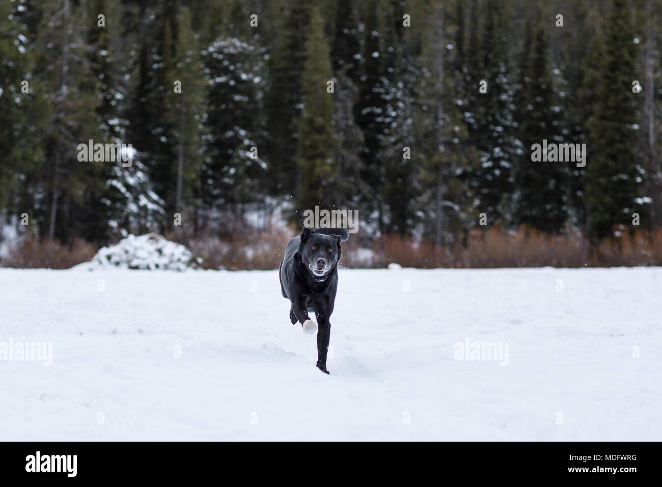 Black dog running in snow Stock Photo