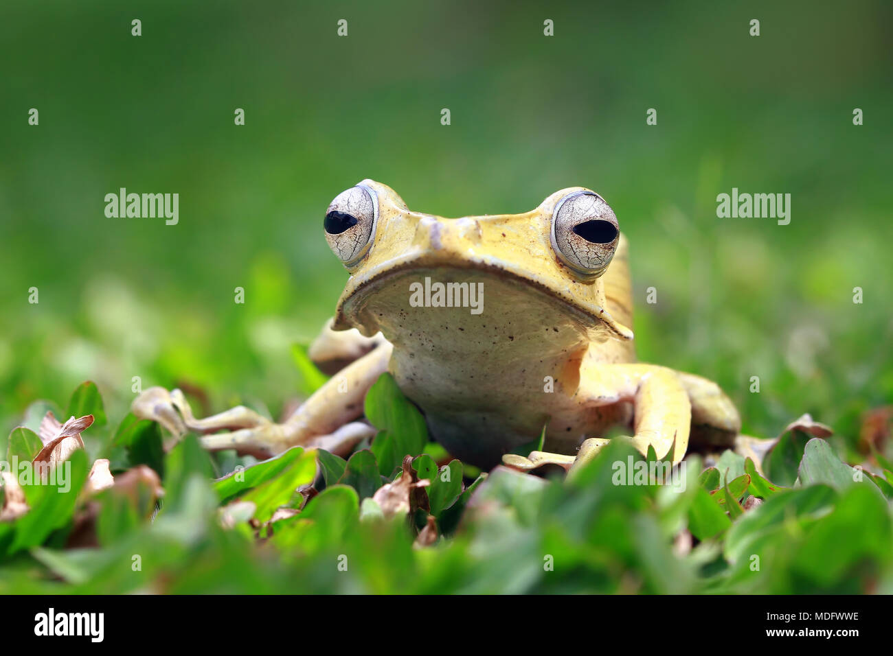 Eared tree frog (polypedates otilophus) sitting on grass Stock Photo