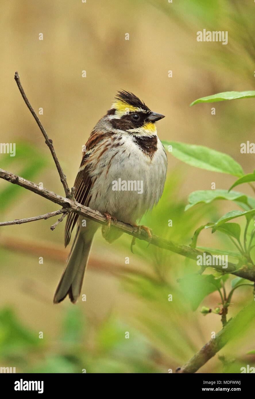 Yellow-throated Bunting (Emberiza elegans elegans) adult male perched on twig  Beidaihe, Hebei, China     May Stock Photo