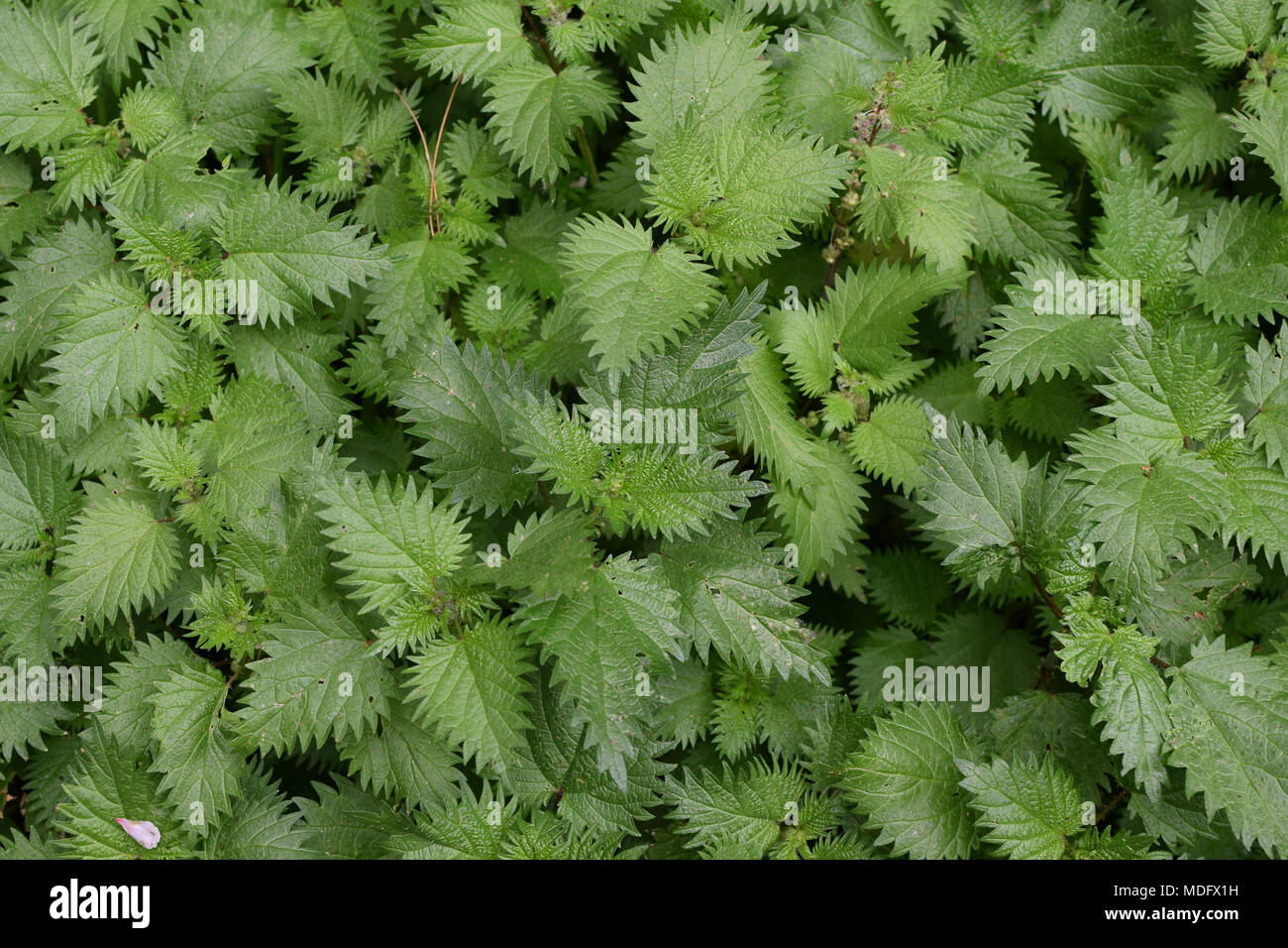 Wild stinging nettle herbal plant leaves background. Stock Photo