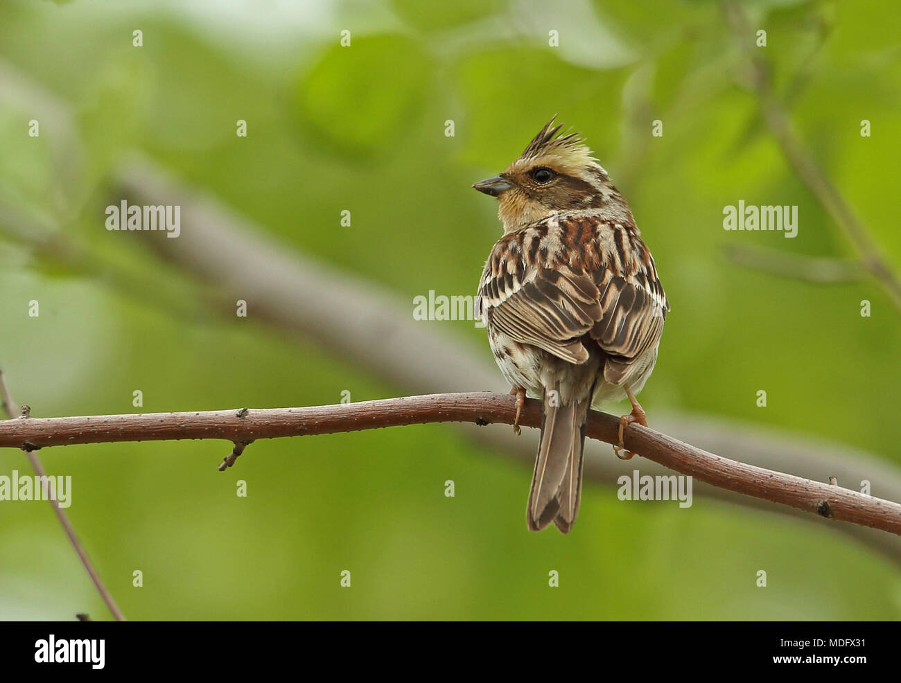 Yellow-throated Bunting (Emberiza elegans elegans) adult female perched on branch  Beidaihe, Hebei, China     May Stock Photo