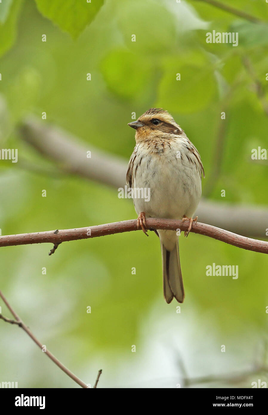 Yellow-throated Bunting (Emberiza elegans elegans) adult female perched on branch  Beidaihe, Hebei, China     May Stock Photo