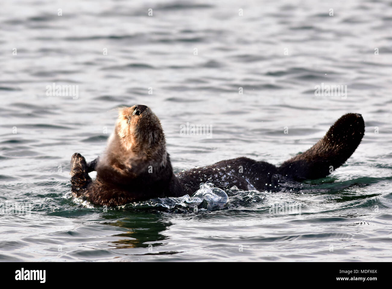 A northern sea otter (Enhydra lutris kenyoni) frolicks in the waters of
