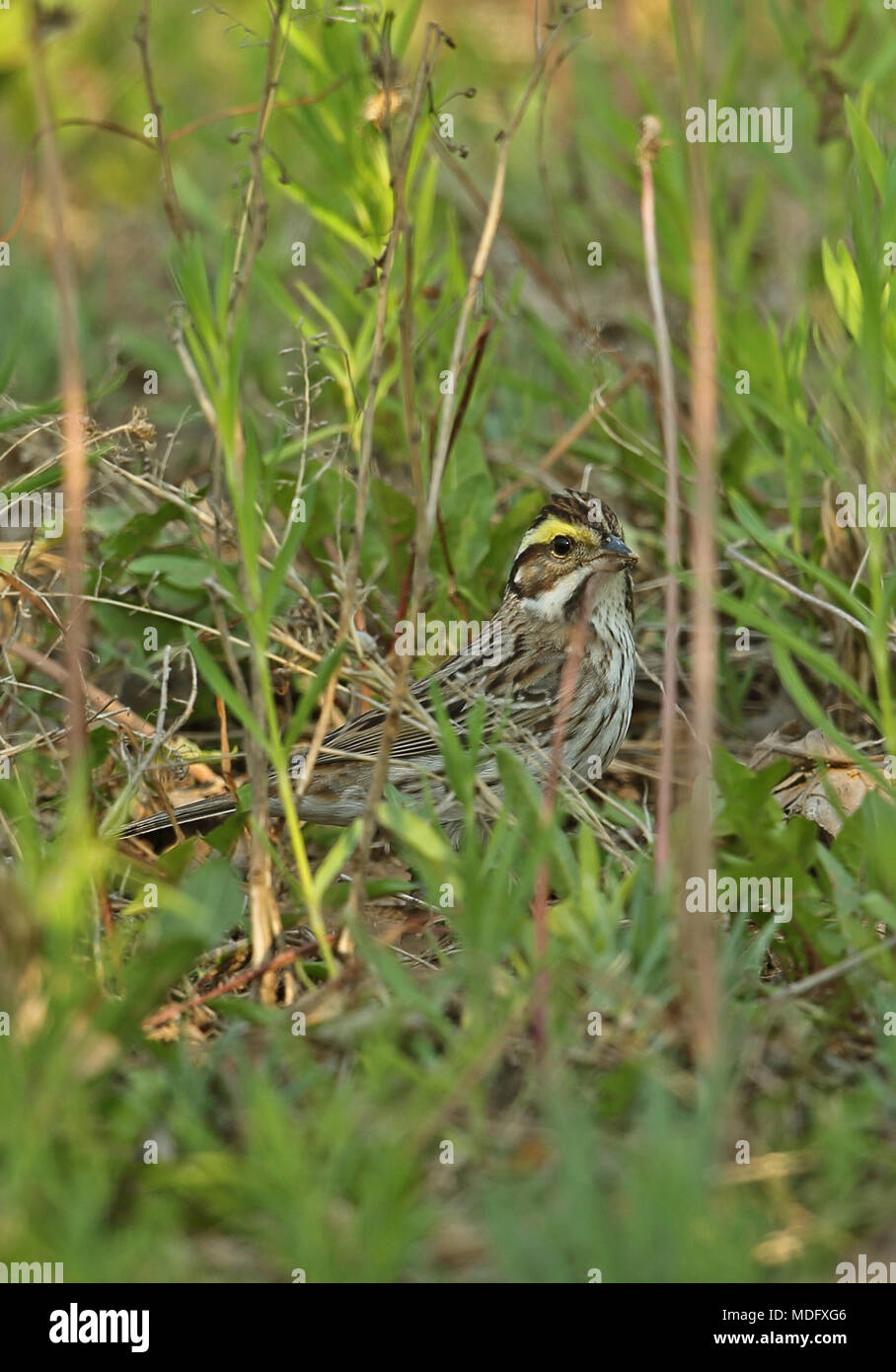 Yellow-browed Bunting (Emberiza chrysophrys) adult female foraging on ground  Hebei, China    May Stock Photo