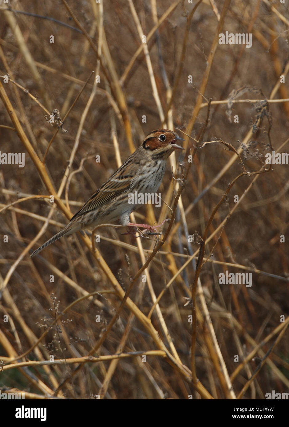 Little Bunting (Emberiza pusilla) adult male perched on dead vegetation  Beijing, China      May Stock Photo