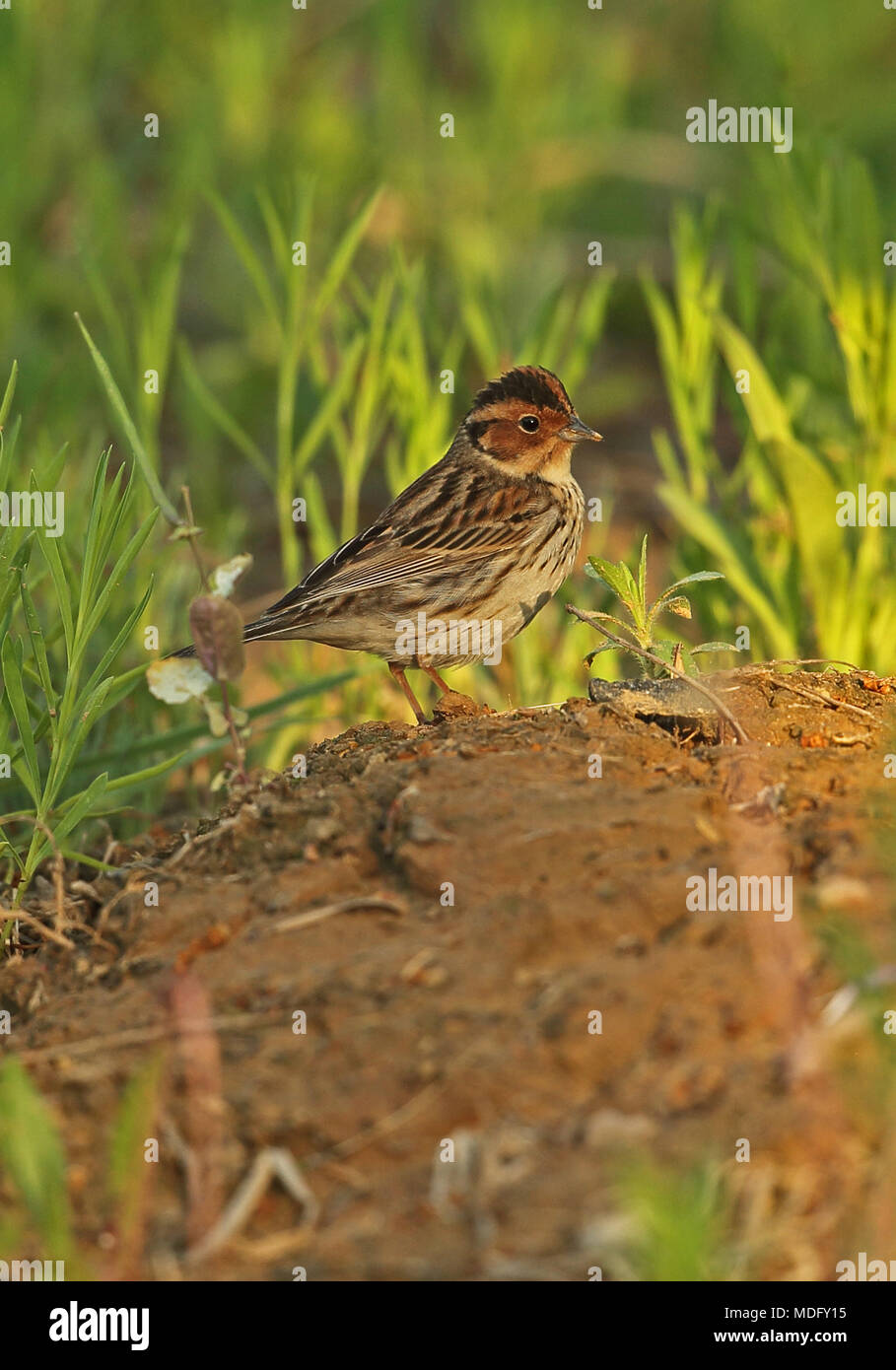 Little Bunting (Emberiza pusilla) adult male standing on earth mound  Hebei, China       May Stock Photo