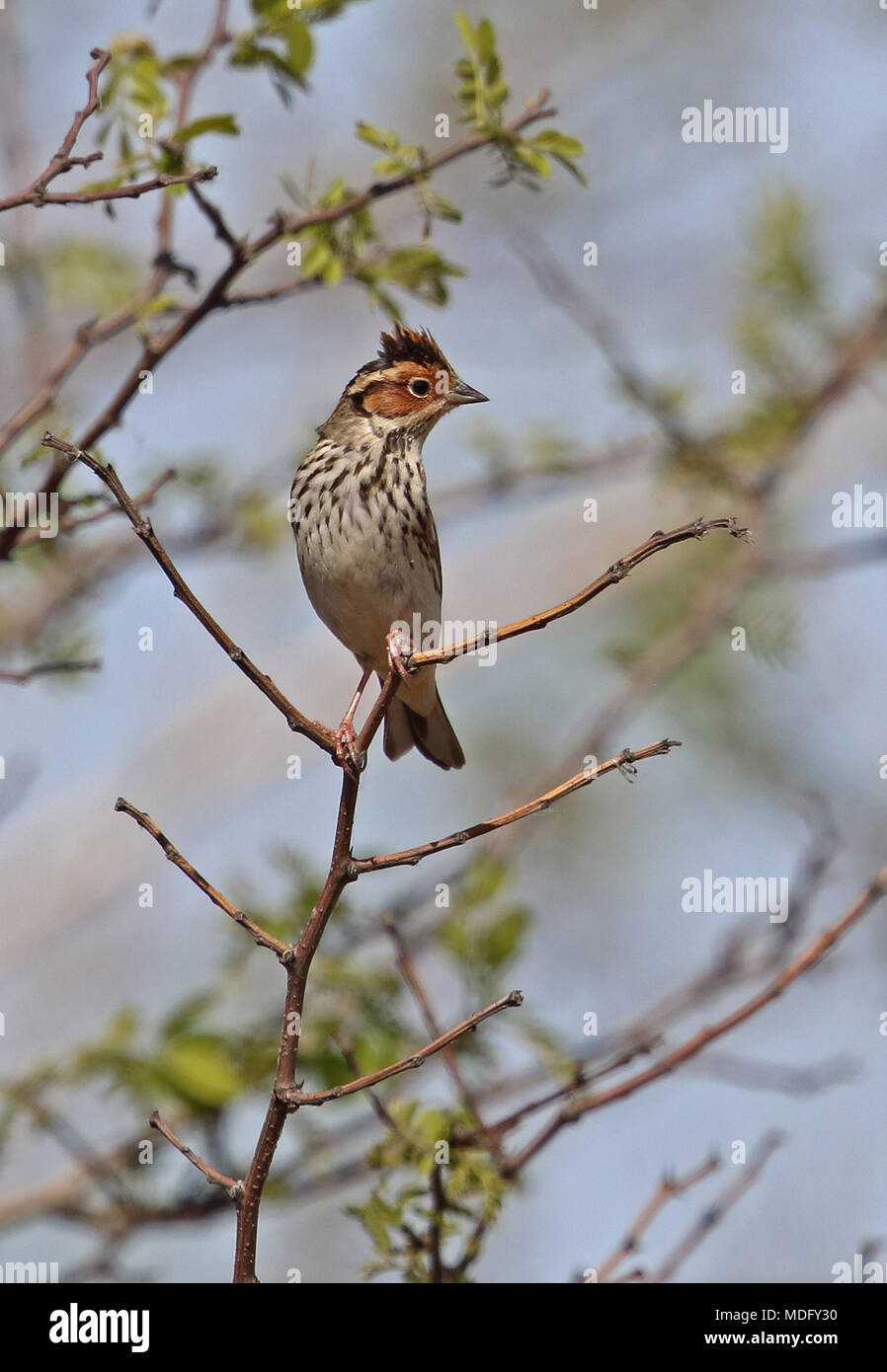 Little Bunting (Emberiza pusilla) adult male perched on twig with crown feathers raised  Beidaihe, Hebei, China       May Stock Photo