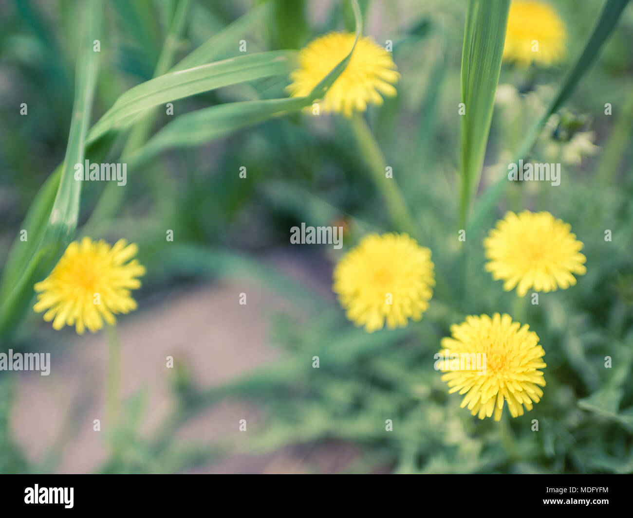 Closeup of grass field hi-res stock photography and images - Alamy