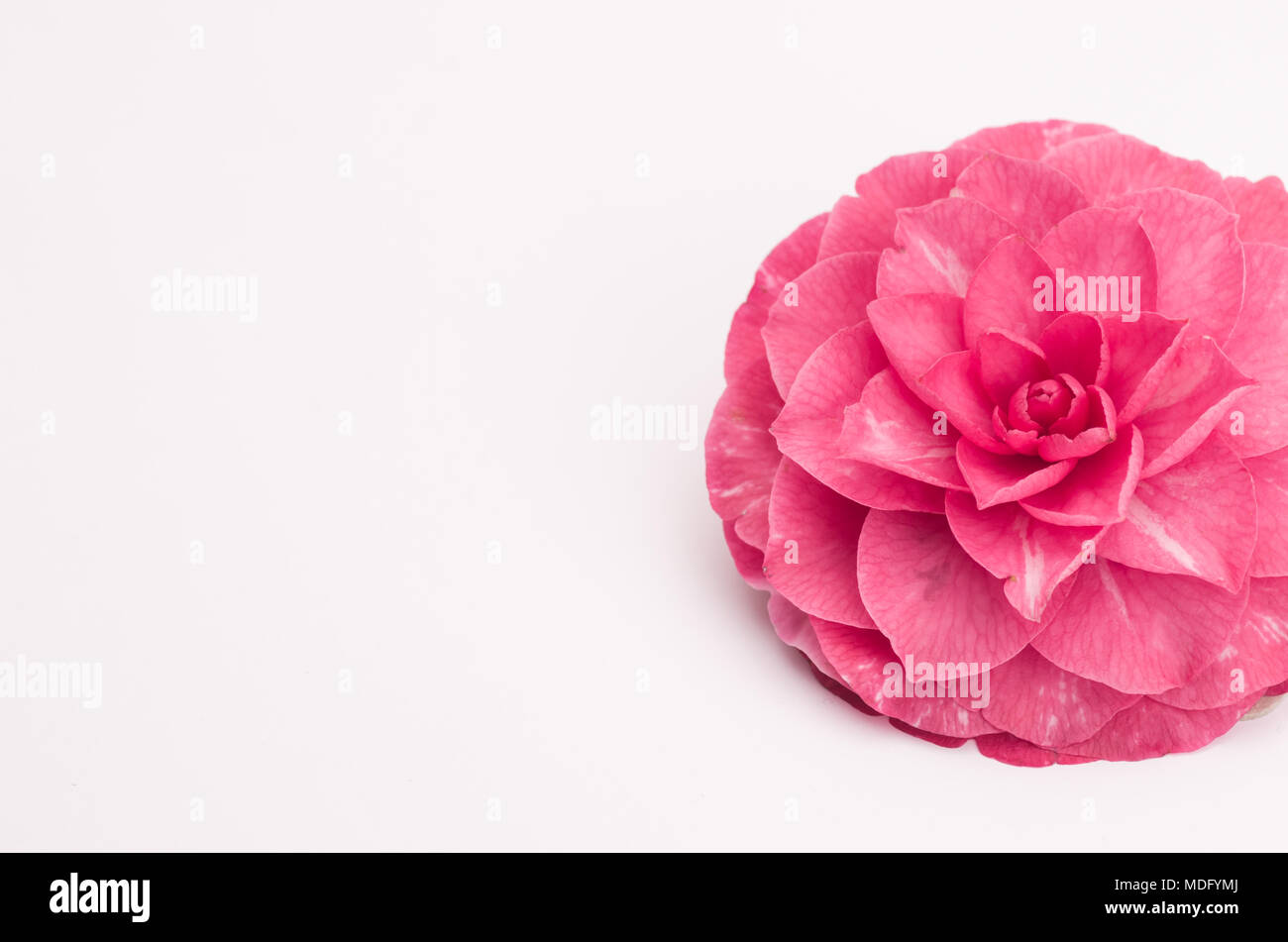 camellia red blossom on a white background Stock Photo