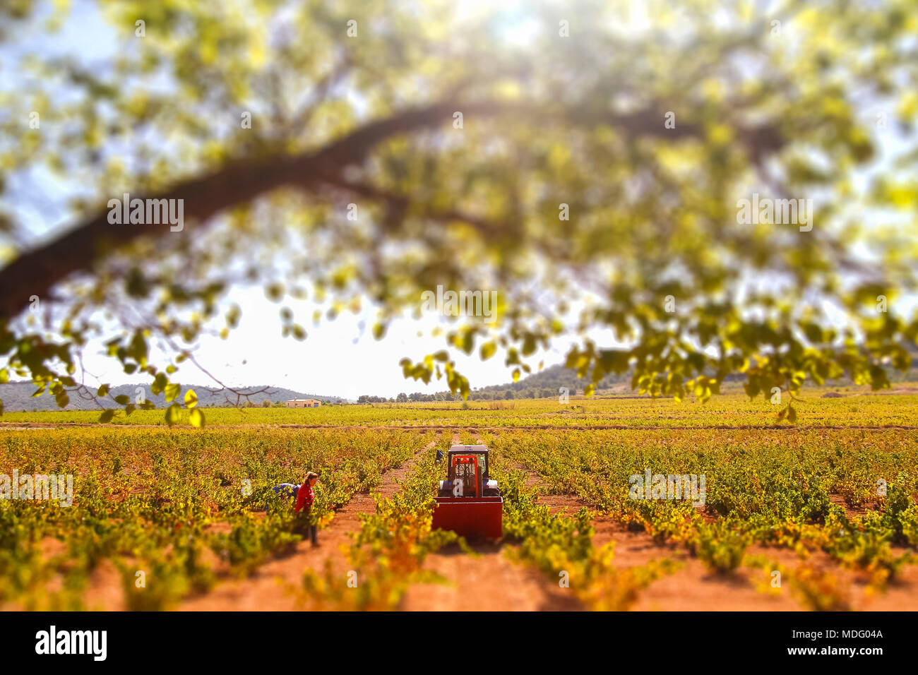 Jumilla, Region of Murcia, Spain. Grape vintage at fields of Jumilla © ABEL F. ROS/Alamy Stock Stock Photo
