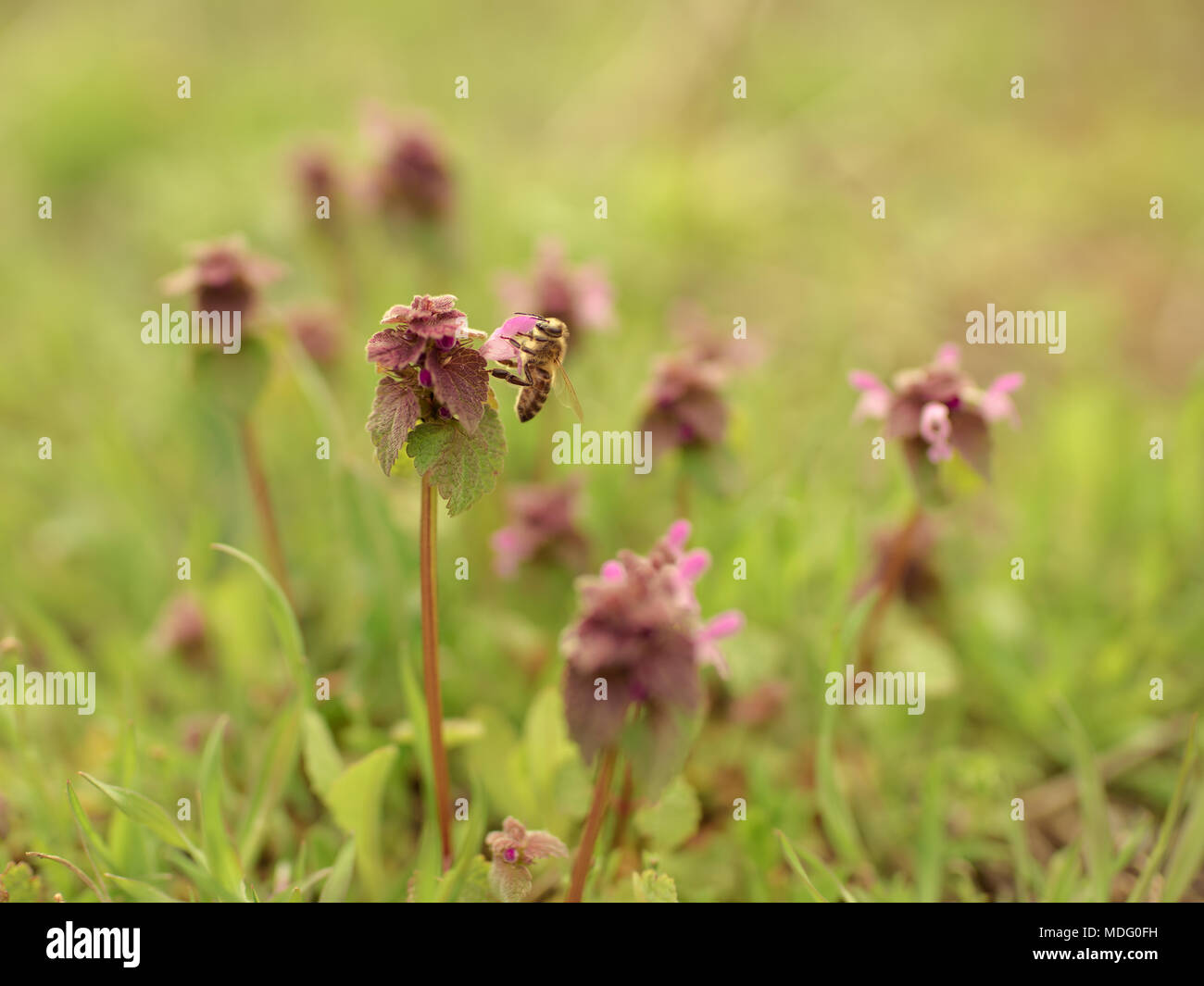 Bee on small lilac wildflowers Stock Photo