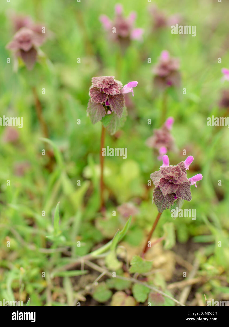 Beautiful pink wildflowers hi-res stock photography and images - Alamy