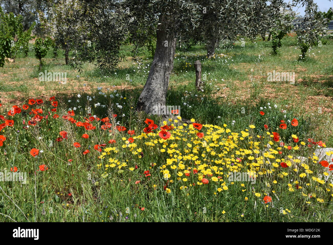 Wild flowers of the countryside in bloom in April Stock Photo - Alamy