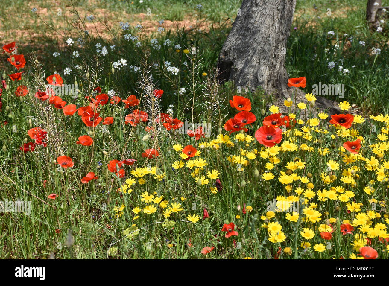Wild flowers of the countryside in bloom in April Stock Photo - Alamy
