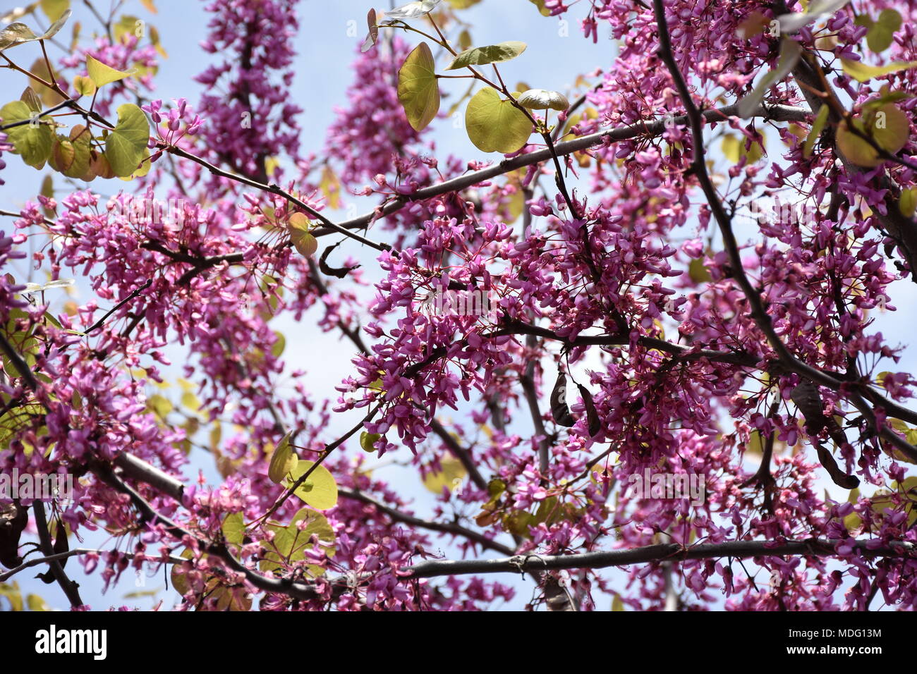 Tree in bloom in April Stock Photo Alamy