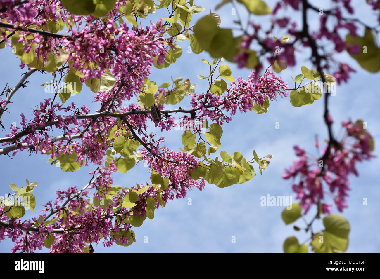 Tree in bloom in April Stock Photo Alamy