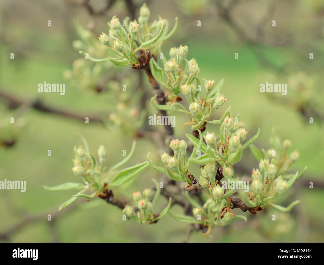 Young leaves and buds of pear tree. Stock Photo