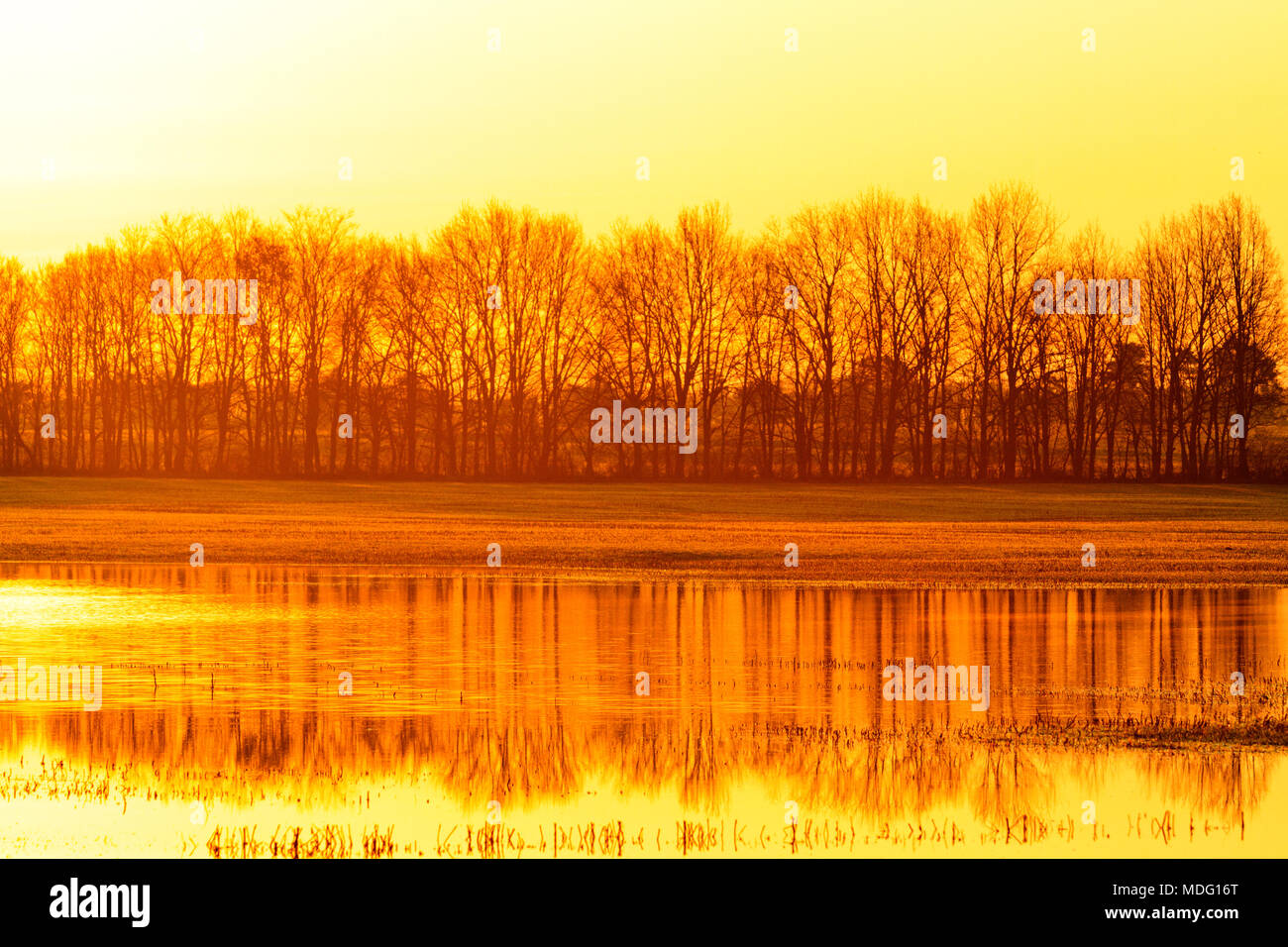 Reflections Of Spring strip of trees and their reflection in water in spring morning, spring ...