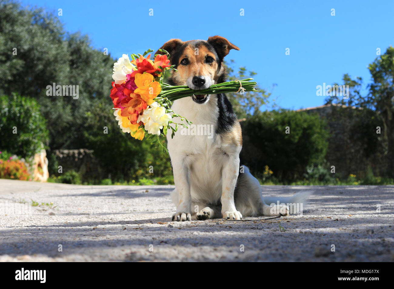 jack russel dog, tricolor, holding  bucket of flowers , freesia Stock Photo