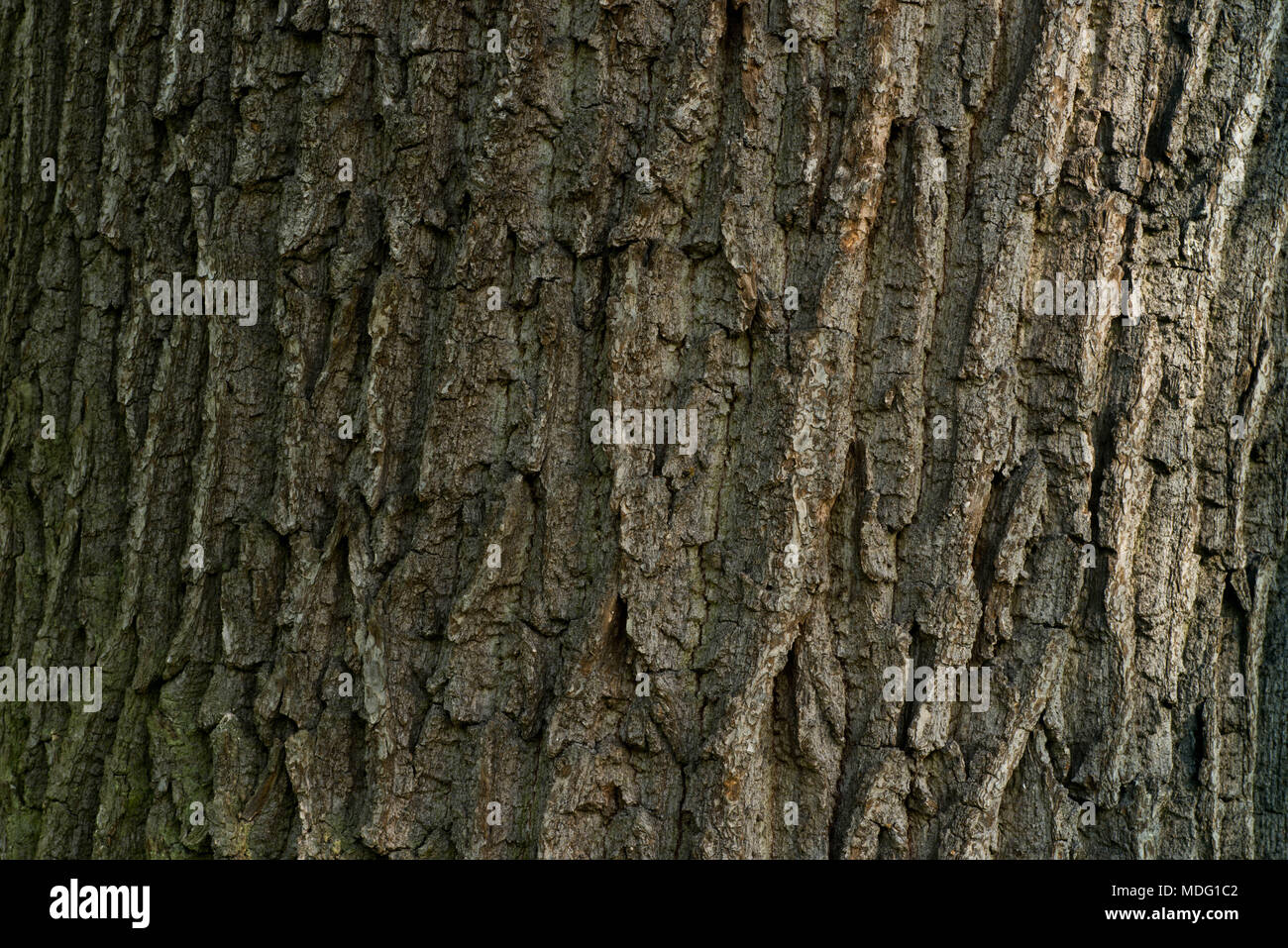 old oak texture background macro Stock Photo - Alamy