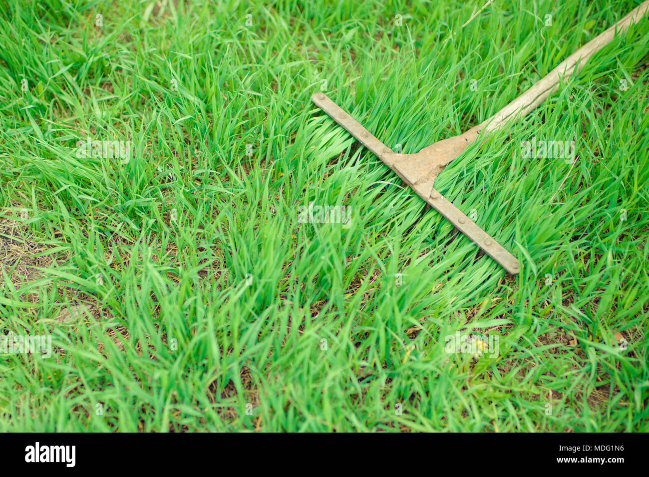 Rake tool on a green lawn Stock Photo Alamy