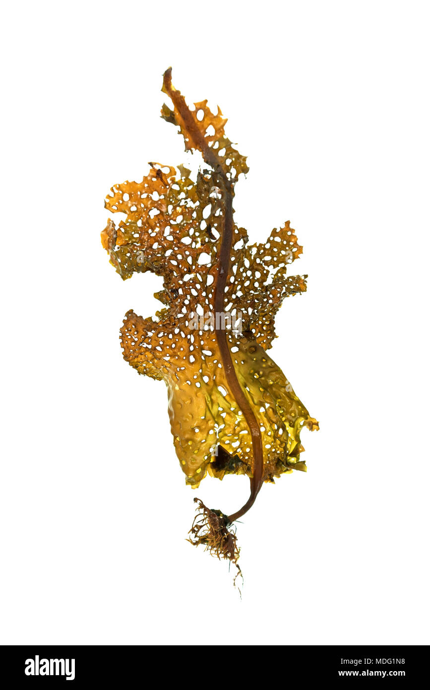 North sea algae Cut Out Stock Images & Pictures Alamy