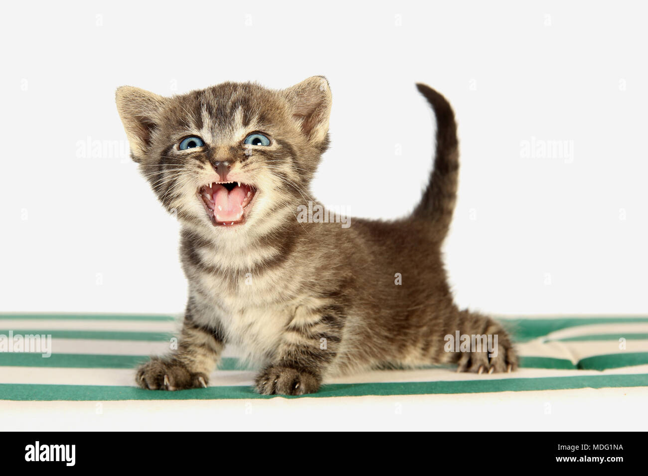 kitten, 27 days old, black tabby, meowing Stock Photo