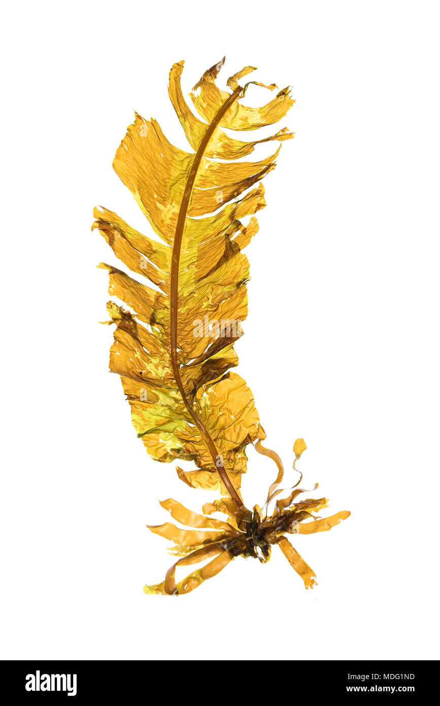 Winged Kelp (Alaria esculenta) lit from behind on a white background. Stock Photo