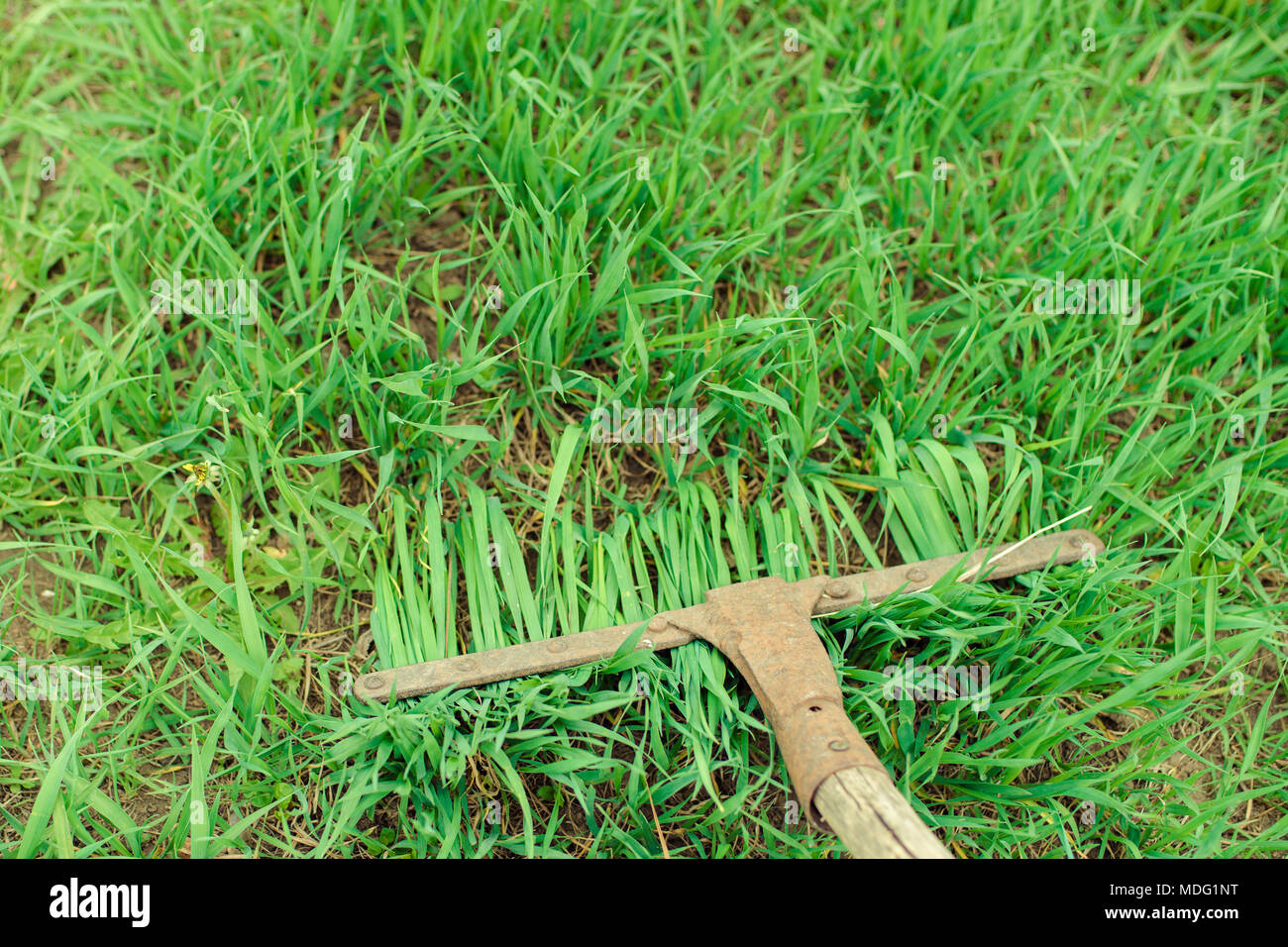 Tool rake on green grass Stock Photo Alamy