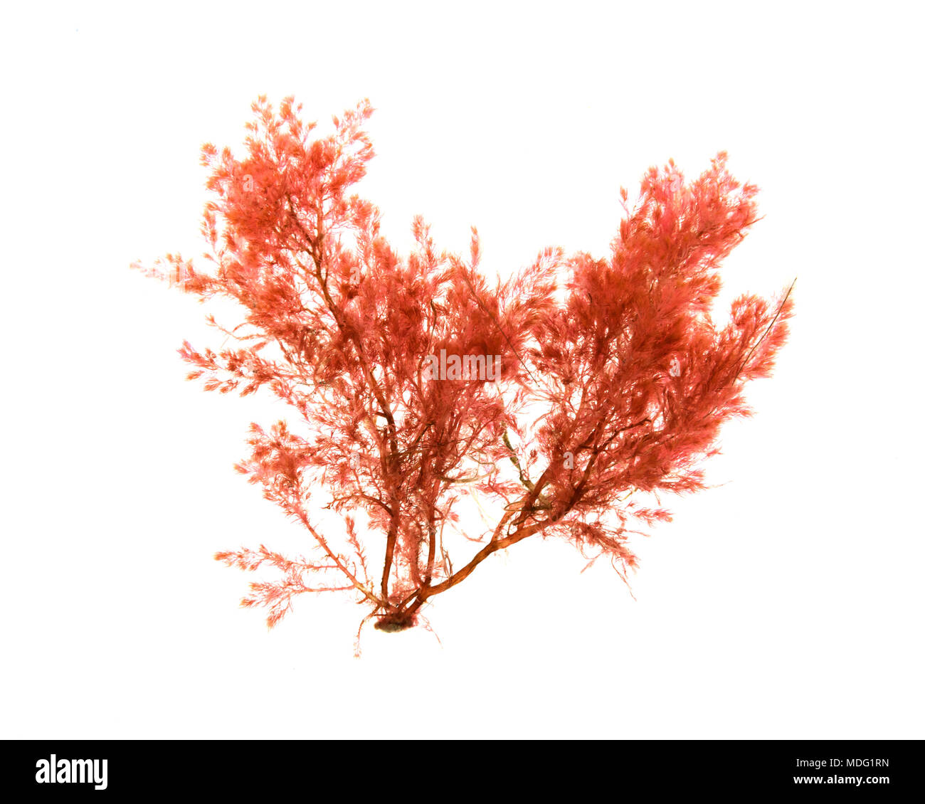 Unidentified red alga, possibly Heterosiphonia sp., floating in water and lit from behind on a white background Stock Photo