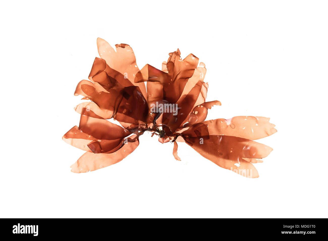 Dulse (Palmaria palmata) floating in water, lit from behind on a white background Stock Photo