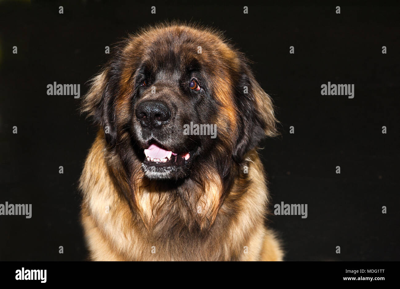 Caucasian shepherd dog black hi-res stock photography and images - Alamy