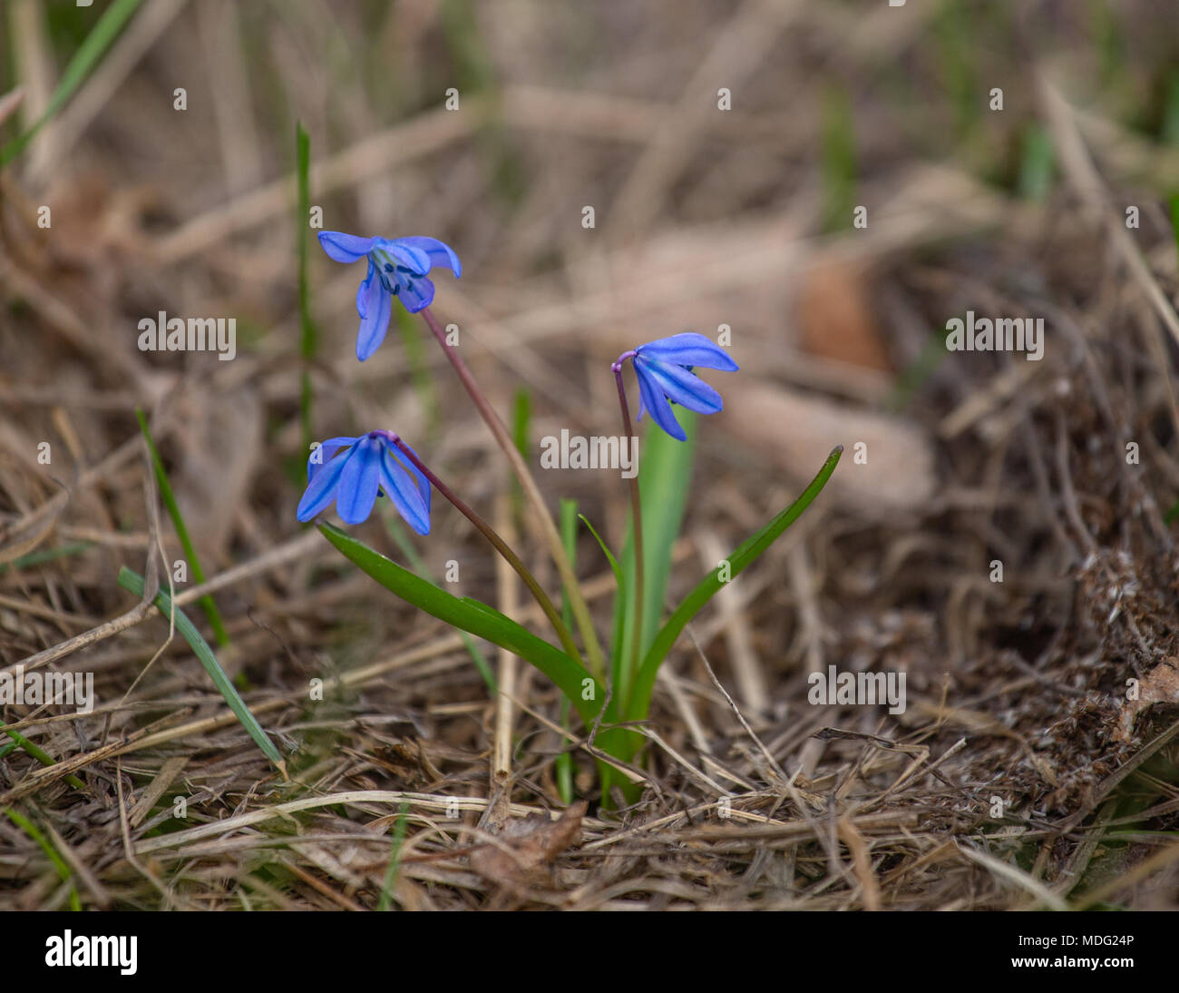 Two leaf squillalpine hi-res stock photography and images - Alamy