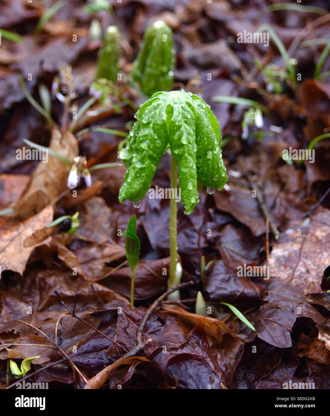 Detail of an umbrella shaped mayapple leaf emerging in a spring forest. Stock Photo