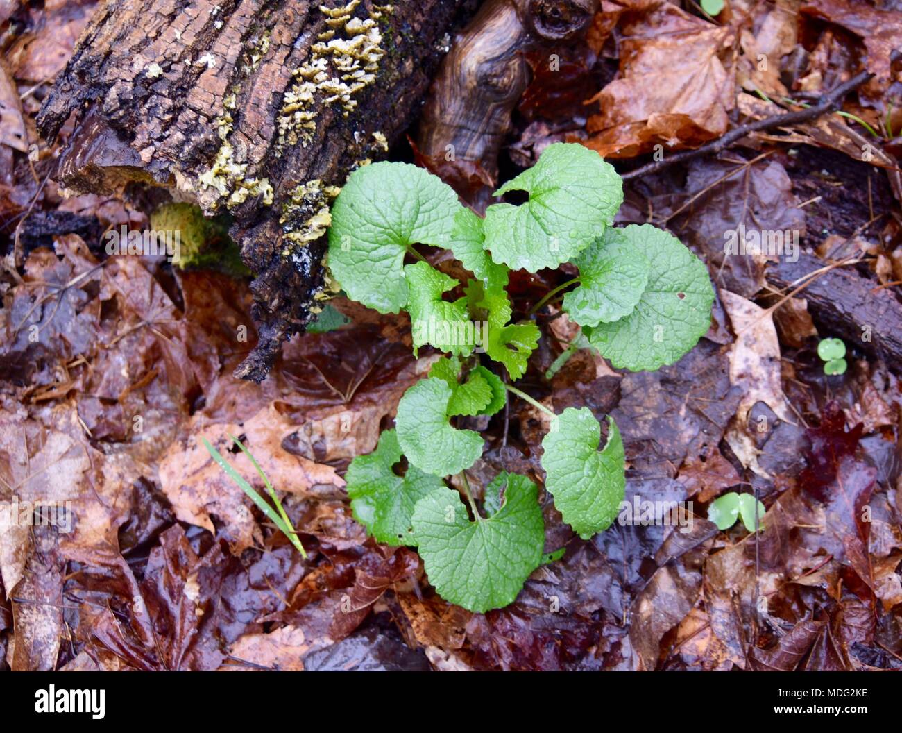 A group of garlic mustard leaves emerging in a spring forest. Stock Photo