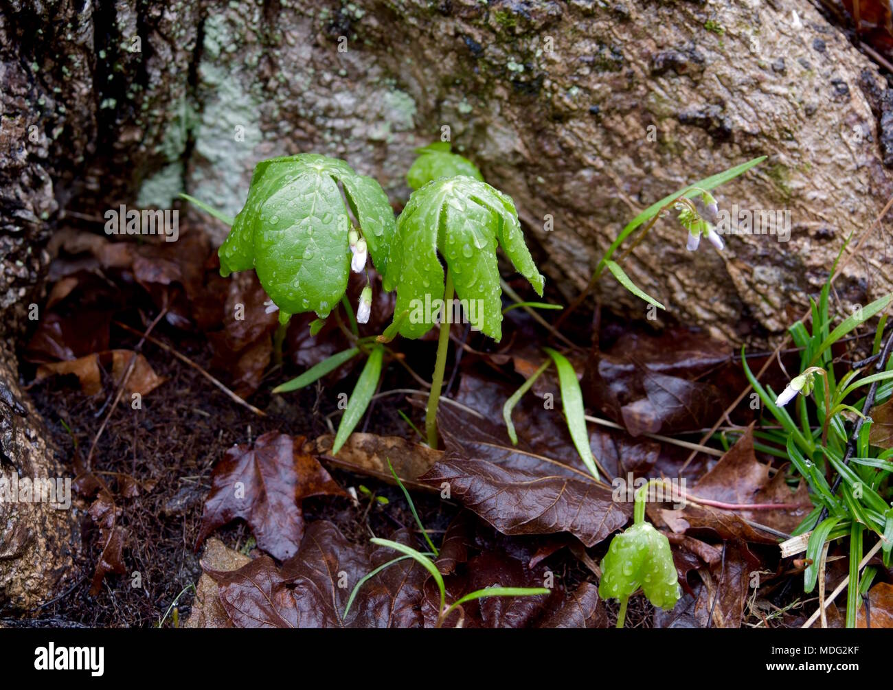 A pair of umbrella shaped mayapple leaves emerging in a forest with spring beauty flowers. Stock Photo