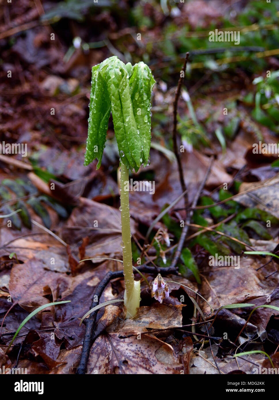 A solitary mayapple leaf emerging in a spring forest. Stock Photo