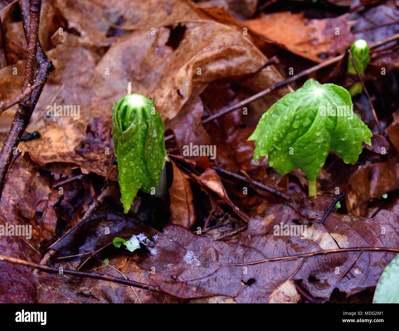 A pair of emerging mayapple leaves in a spring forest. Stock Photo