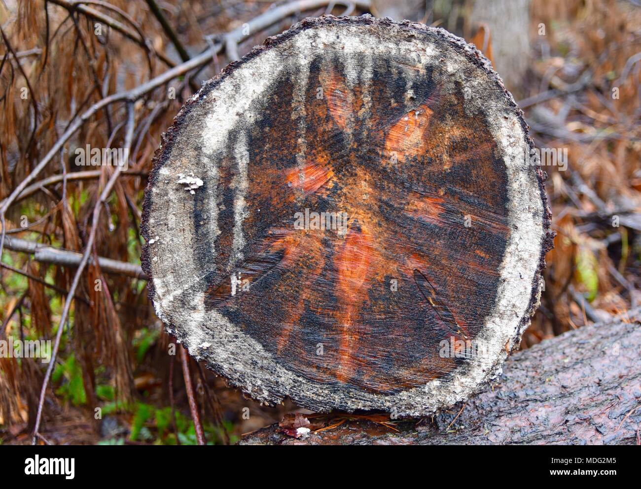 Cross section pine tree pinus hi-res stock photography and images - Alamy