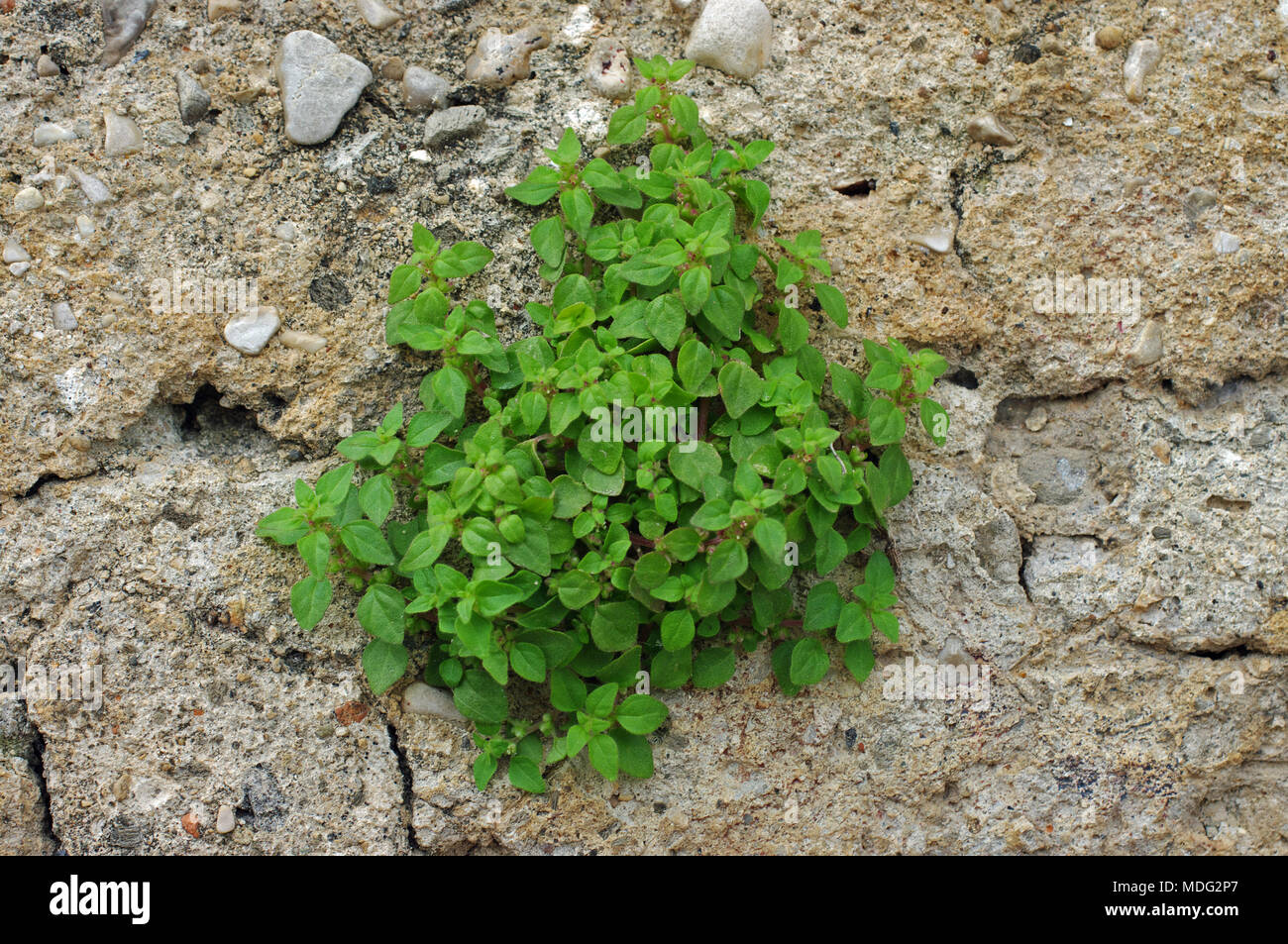 this is Parietaria lusitanica, the Chickweed-leaved Pellitory or Southern pellitory-of-the-wall, family Urticaceae Stock Photo
