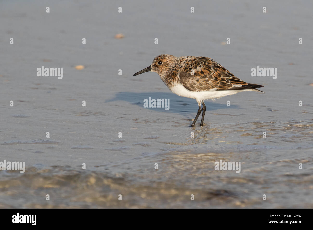A sanderling displaying an aggressive posture. Stock Photo