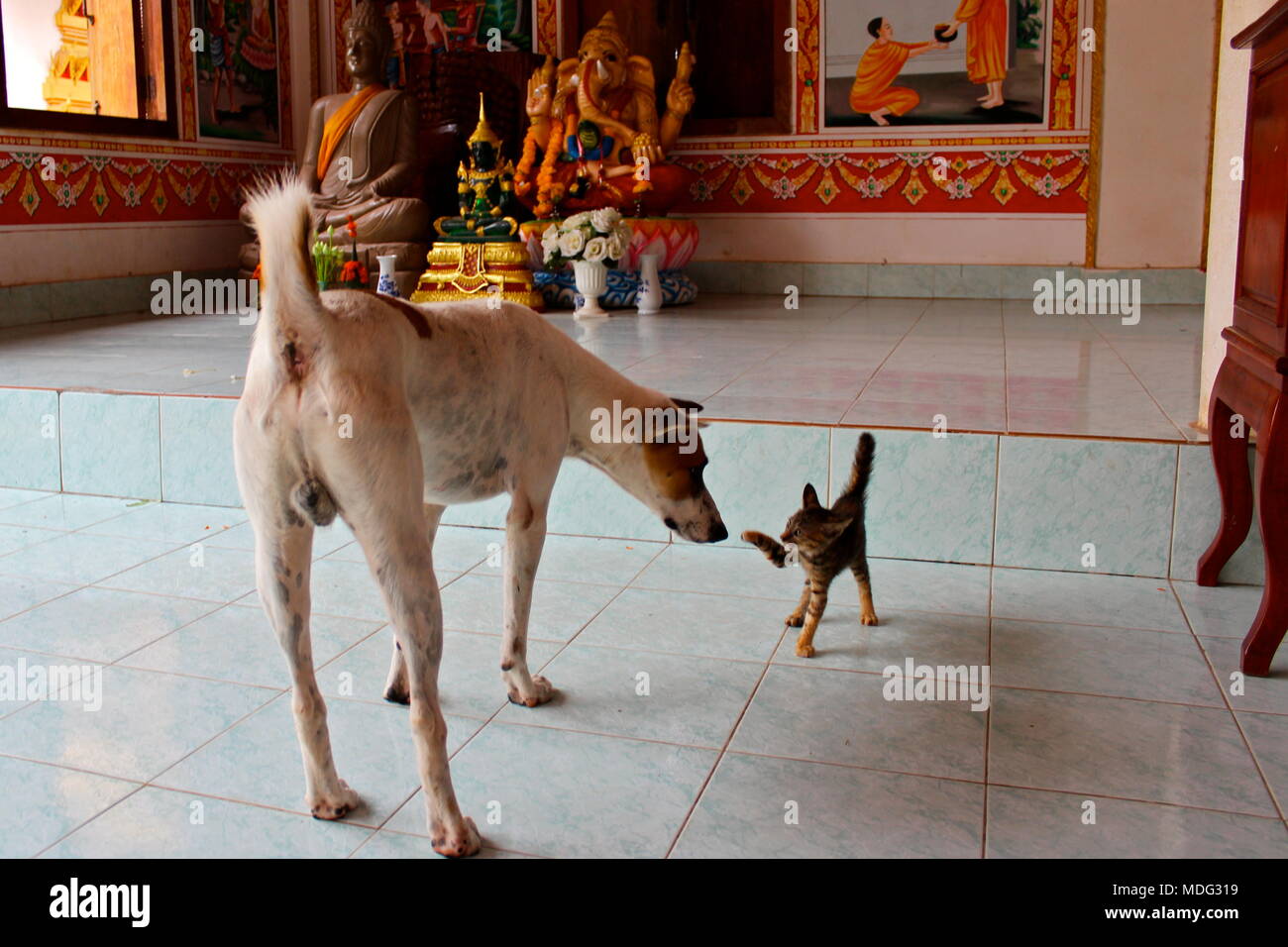 Temple dog and cat get into a spat on the grounds of Pha That Luang. Vientiane, Laos, 2015. Stock Photo