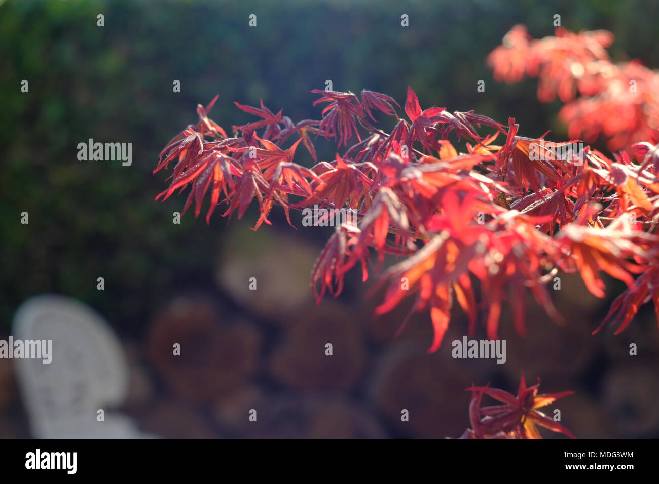 Acer palmatum in an urban garden Stock Photo - Alamy