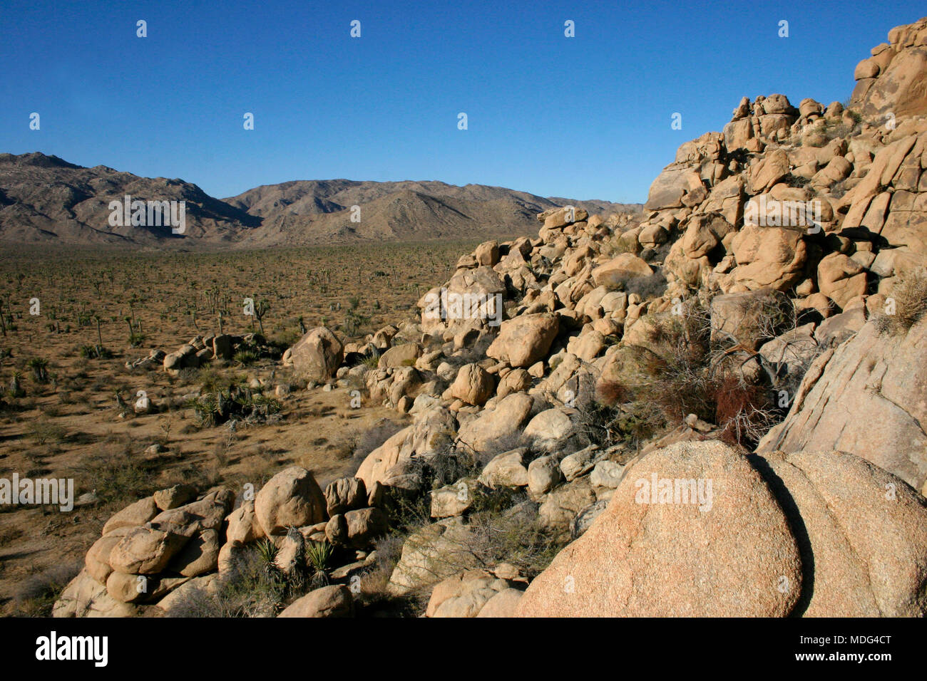 Ferocactus cylindreus among the stones, Cacti with red prickles among ...
