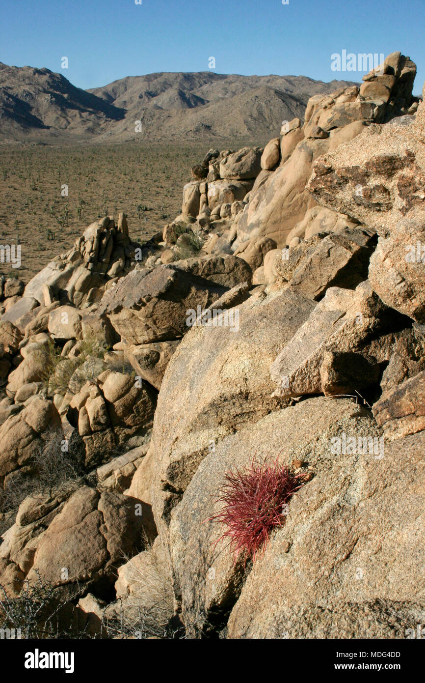 Ferocactus cylindreus among the stones, Cacti with red prickles among stone rocks Stock Photo