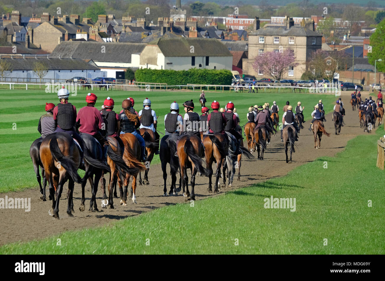 race horses on the gallops, newmarket, suffolk, england Stock Photo