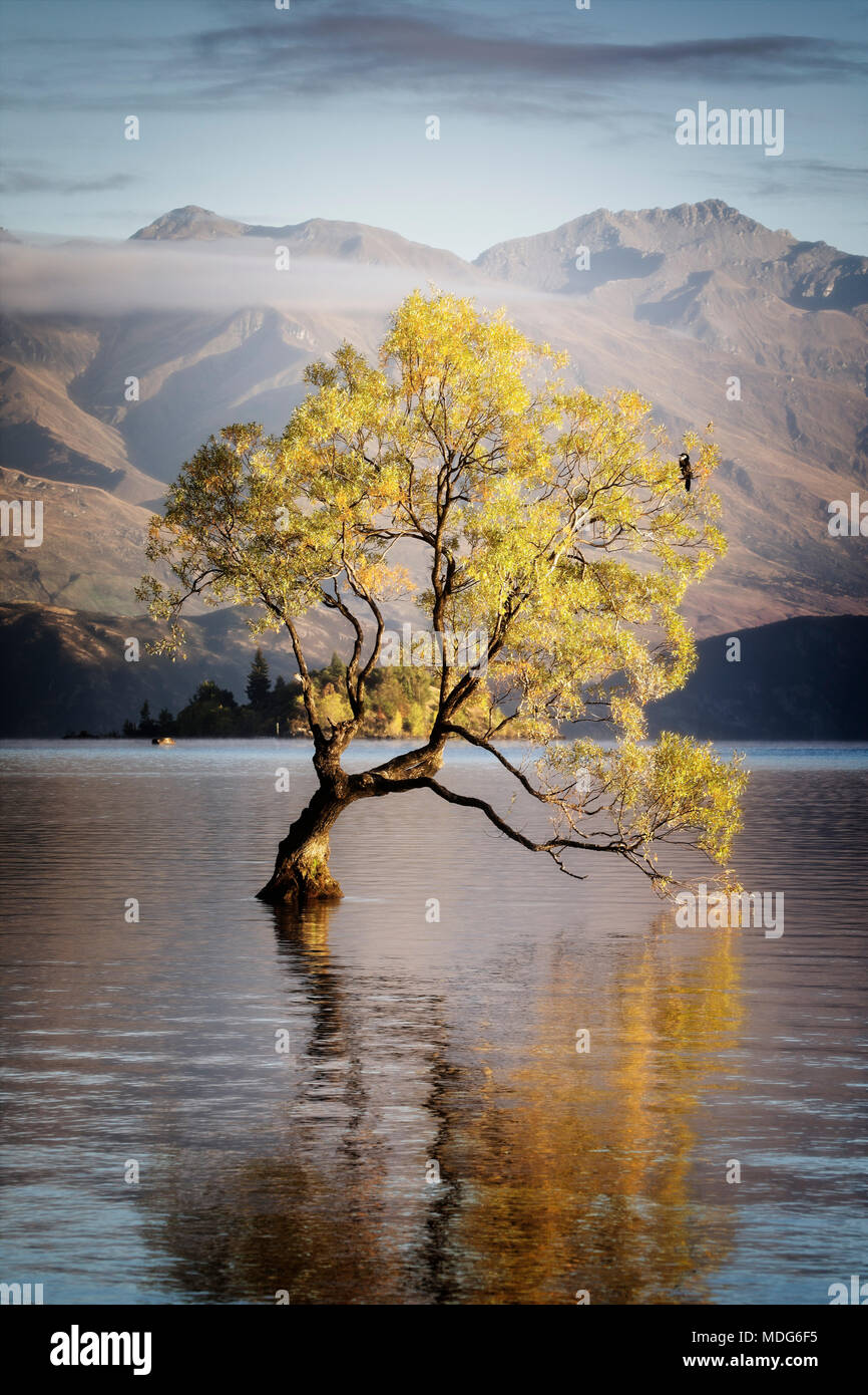 The lone tree of Lake Wanaka, South Island, New Zealand. Stock Photo