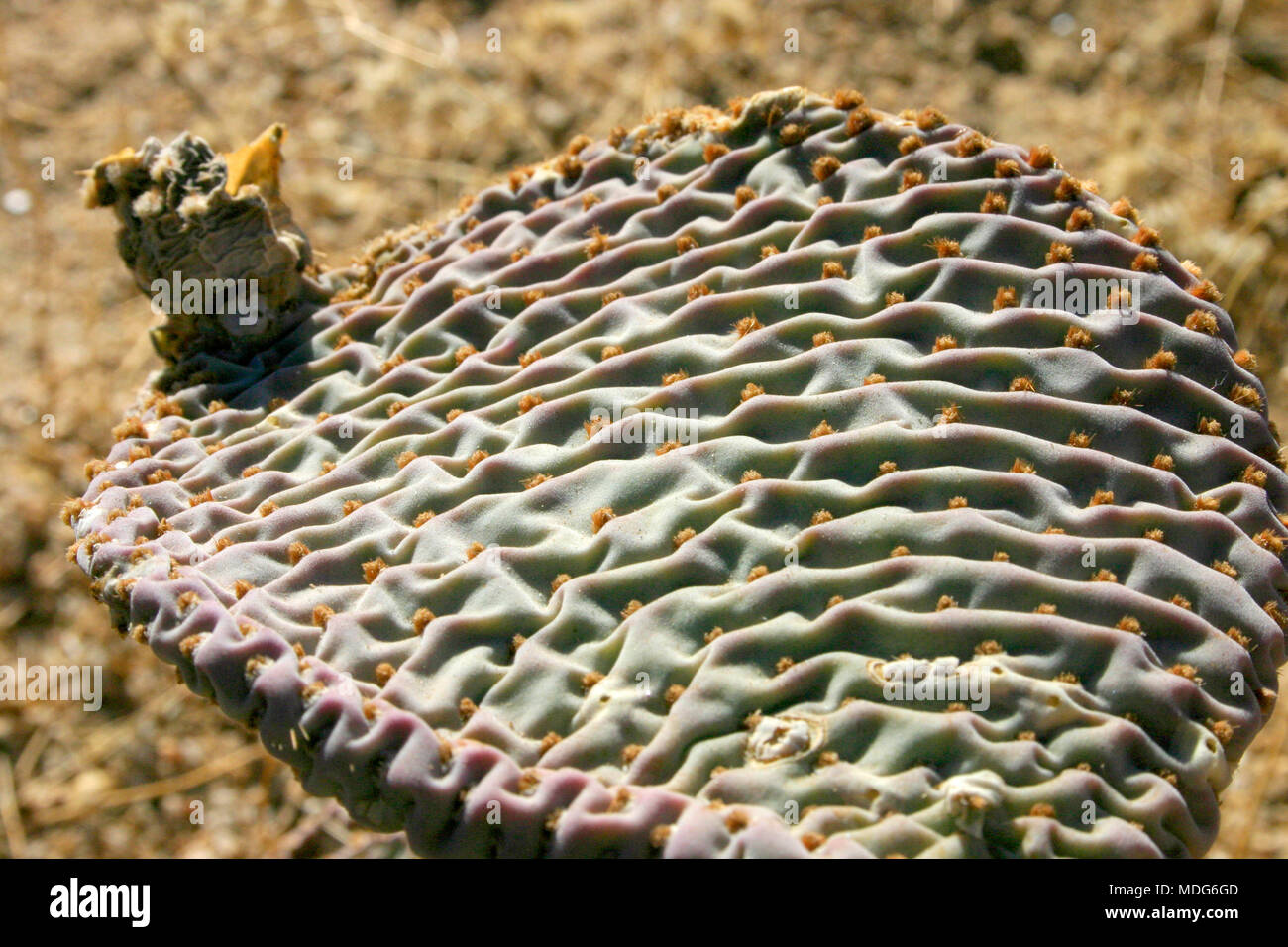 Chenille Prickly Pear Cactus, Opuntia aciculata. Mojave Desert Joshua Tree National Park Stock Photo