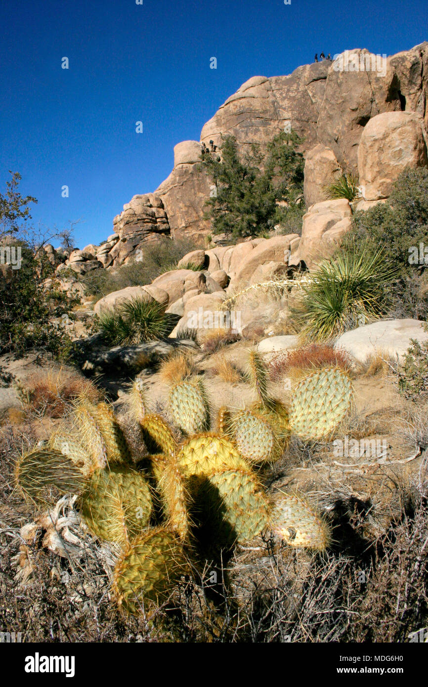 Chenille Prickly Pear Cactus, Opuntia aciculata. Mojave Desert Joshua Tree National Park Stock Photo